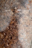 Morchella snyderi image