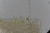 Tetrapyrgos nigripes image