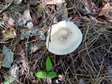 Amanita sect. Vaginatae image
