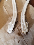 Amanita sect. Vaginatae image