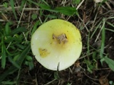 Amanita flavorubens image