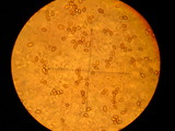 Pholiota terrestris image