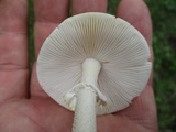 Amanita flavorubens image