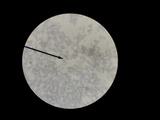 Amanita flavorubens image