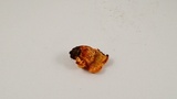 Gymnopilus sapineus image