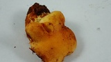 Gymnopilus sapineus image
