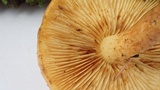 Gymnopilus sapineus image