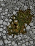 Lecanora rupicola var. rupicola image