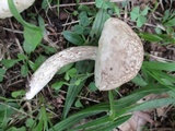 Leccinellum albellum image