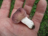 Russula mariae image