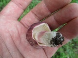 Russula mariae image