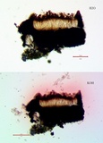 Alyxoria ochrocheila image