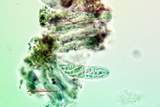 Alyxoria ochrocheila image
