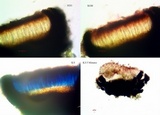 Alyxoria ochrocheila image