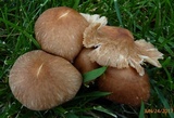 Gymnopus luxurians image