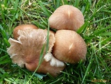 Gymnopus luxurians image