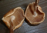 Gymnopus luxurians image