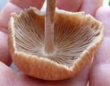 Gymnopus luxurians image