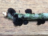 Resupinatus applicatus image