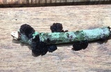 Resupinatus applicatus image
