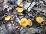 Cantharellus tabernensis image
