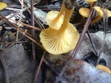 Cantharellus tabernensis image