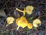 Cantharellus tabernensis image