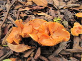 Gymnopilus sapineus image