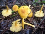 Cantharellus tabernensis image