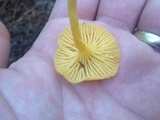 Cantharellus tabernensis image