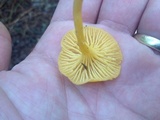 Cantharellus tabernensis image