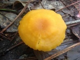 Cantharellus tabernensis image