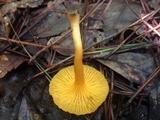 Cantharellus tabernensis image
