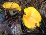 Cantharellus septentrionalis image