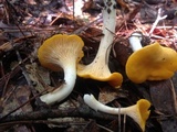 Cantharellus septentrionalis image
