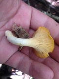 Cantharellus septentrionalis image