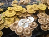 Lentinus crinitus image