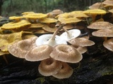 Lentinus crinitus image