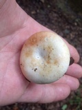Russula compacta image
