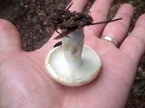 Russula compacta image