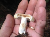 Russula compacta image