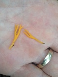 Calocera viscosa image