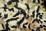 Alyxoria ochrocheila image