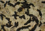 Alyxoria ochrocheila image