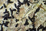 Alyxoria ochrocheila image
