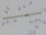 Amanita whetstoneae image