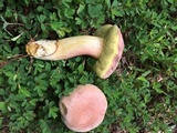 Boletus patrioticus image