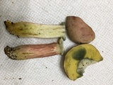 Boletus patrioticus image