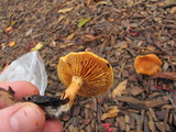 Gymnopilus sapineus image