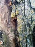 Caloplaca flavorubescens image